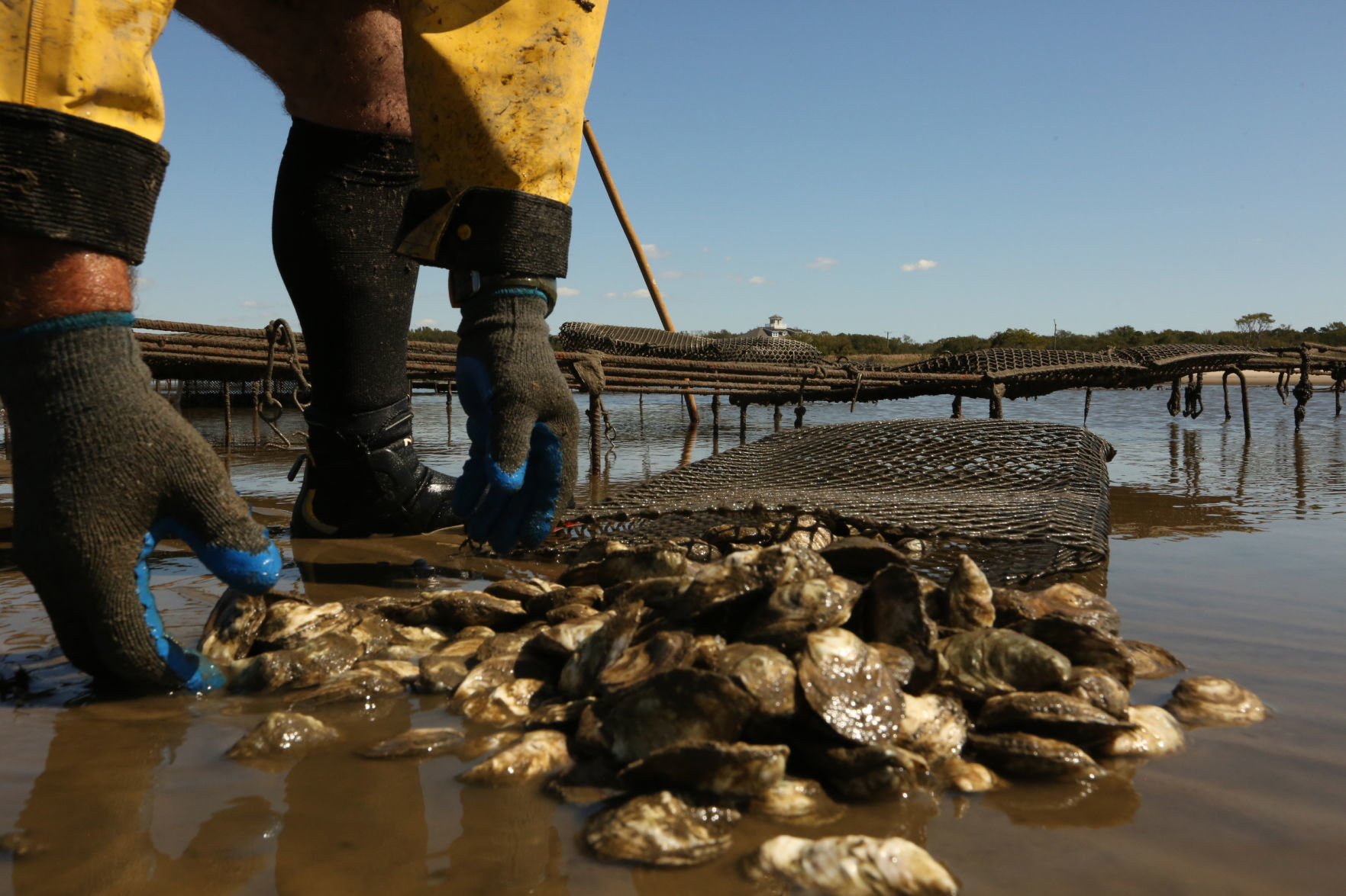 Delaware Bay Oyster Farming